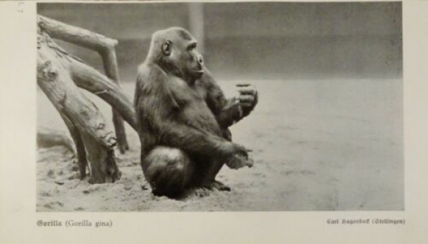1926 - Gorilla (Gorilla gina) - alter Druck